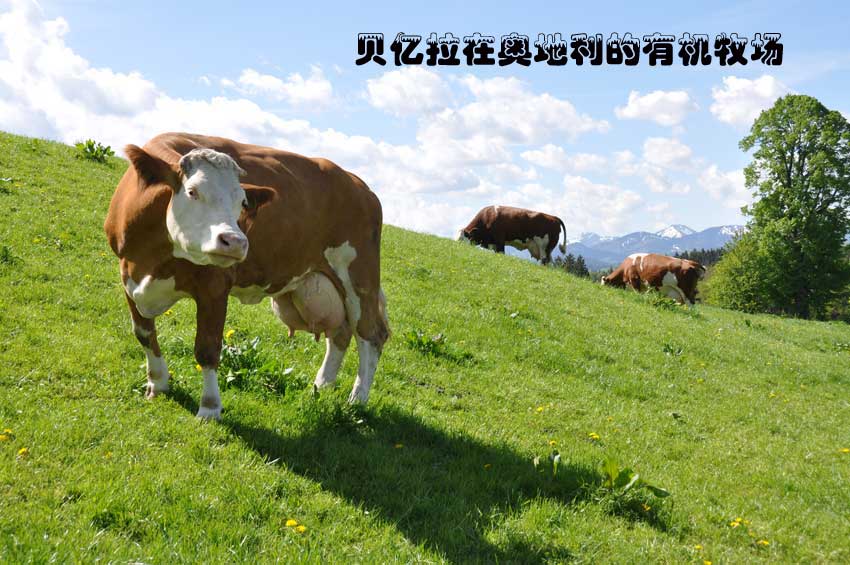 ؐ�|���ڊW�������ЙC������ţ