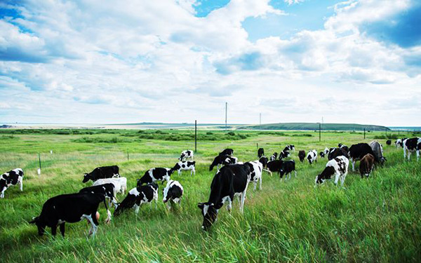 黃金奶源地.jpg 黃金奶源地.jpg