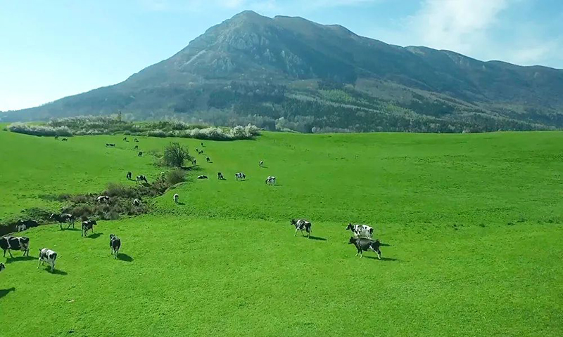 黃金奶源.jpg 黃金奶源.jpg